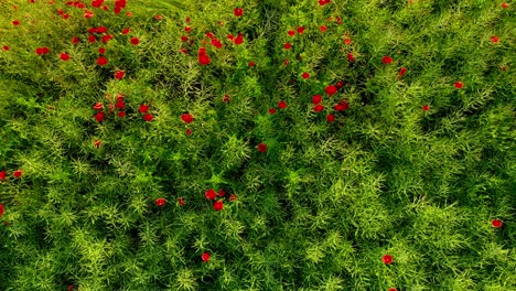 Vibrant-Red-Poppy-Field-Top-Down-Drone-Aerial-Shot