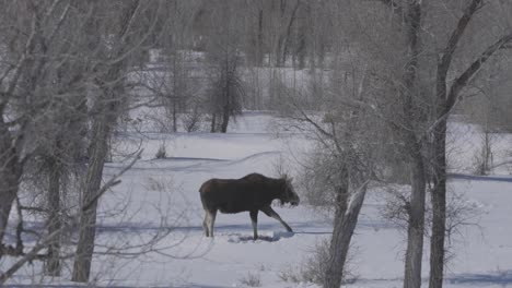 Tight-shot-of-a-moose-grazing-in-deep-snow-looking-for-food