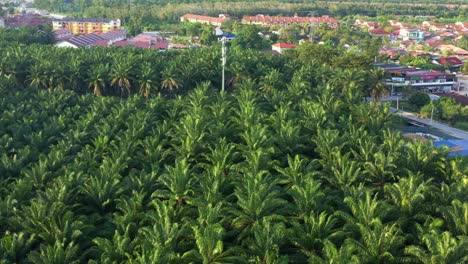 Aerial-view-local-village-town-surrounded-by-grove-of-oil-palm-tress-capturing-vastness-of-commercial-plantation-with-beautiful-sunlight-shinning-on-the-fronds,-Sitiawan,-Perak,-Malaysia