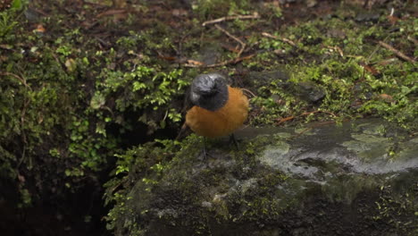 Beautiful-male-daurian-redstart-flying-away-from-rocks-to-forage-on-a-gloomy-rainy-day