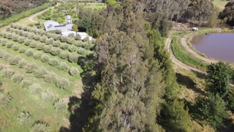 Drone-aerial-over-tree-line-on-a-permaculture-farm-with-a-dam