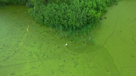 Beautiful-White-Swan-on-Green-Marsh-Weed---Drone-Aerial-Shot