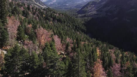 Aerial-of-pine-tree-mountain-valley-during-the-beginning-of-fall-season,-Cinematic-camera-movement-revealing,-panning-up