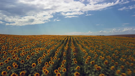 Drone-footage-of-a-sunflower-field-shows-rows-of-tall,-yellow-flowers-swaying-in-the-breeze