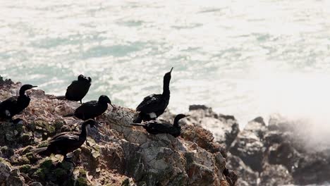 Cormorant-bird-sitting-on-rock-on-beach-in-slo-motion
