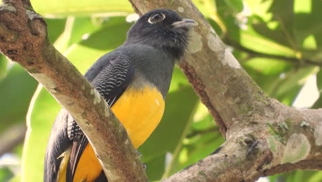 White-Tailed-Trogon-with-beautiful-yellow-and-black-plumage-sitting-in-the-branches-of-a-tree,-observing-the-landscape-and-ants-climbing-up-the-tree