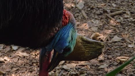 Südlicher-Kasuar---Großer-Flugunfähiger-Vogel-Im-Regenwald-Von-Queensland-In-Australien