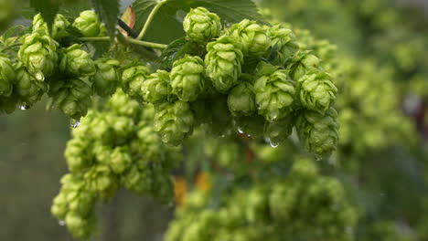 Lush-hops-dripping-wet-on-vine-close-up-slow-motion