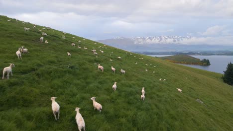 Hillside-sheep-farm-next-to-a-lake-and-mountain-range-in-background