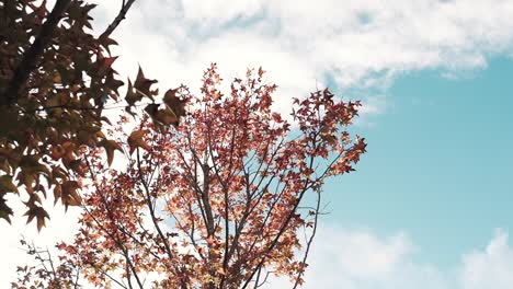 Warmes-Sonnenlicht-Am-Herbsthimmel-Und-Blätter-In-Zeitlupe