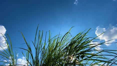 Green-grass-bush-and-vibrant-blue-sky,-view-from-bellow