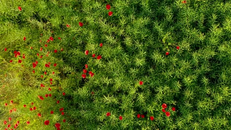 Drone-Aerial-Top-Down-Shot-of-Poppy-Field