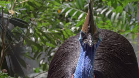 Front-Portrait-Of-A-Southern-Cassowary-With-Horn-like-Brown-Casque-On-Its-Head