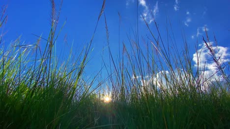 Sun-shines-through-tall-grass-stems-against-vibrant-blue-sky,-view-from-bellow