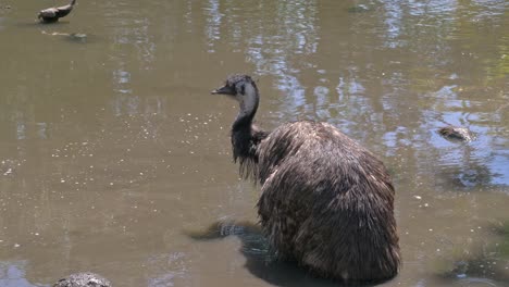 Primer-Plano-De-Un-Pájaro-Emú-En-El-Lago-En-Un-Día-Soleado-En-Queensland
