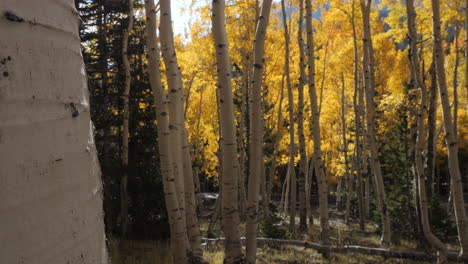 Aspen-Tree-Grove-with-Golden-Yellow-Leaves-During-Fall-Colors