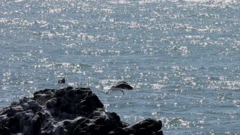 Seagull-on-rock-looking-out-at-ocean