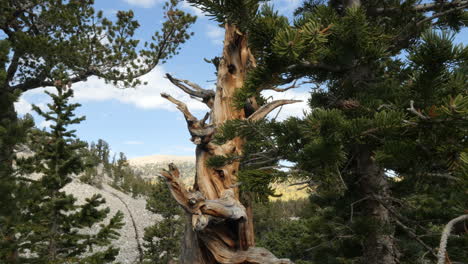 Reveal-of-Twisted-Ancient-Bristlecone-Pine-Tree-in-Great-Basin-Nevada
