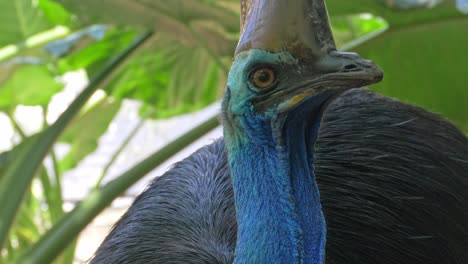 Cassowary-Large-Wild-Bird-In-Jungle-Forest---close-up