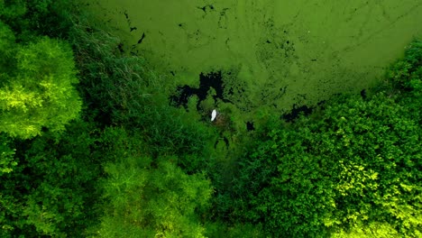 Beautiful-White-Swan-Pull-Up-Drone-Aerial-Nature-Shot