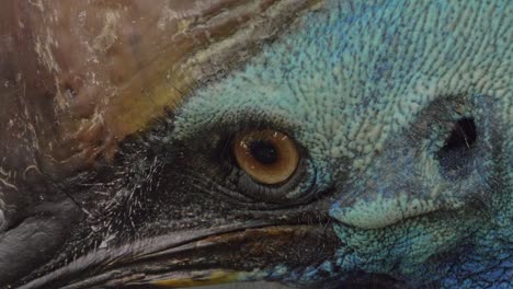 Extreme-Close-Up-Of-Cassowary's-Head