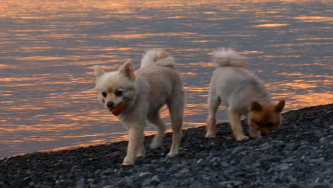 Die-Freude-Eines-Hundes,-Der-Bei-Sonnenuntergang-An-Einem-Kiesstrand-Apportieren-Spielt
