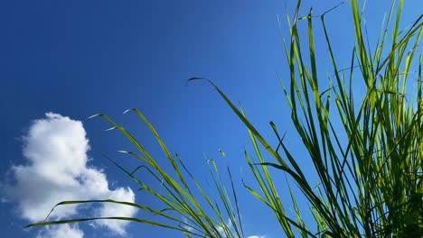 Tall-grass-stems-and-blue-sky-with-fluffy-cloud-on-day-with-light-breeze