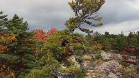 Closeup-of-White-pine-with-colorful-forest-in-background