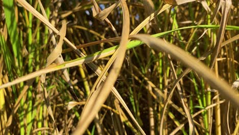 Heuschrecke-Auf-Lebendigem-Reispflanzenstiel-An-Einem-Sonnigen-Tag,-Folgen-Sie-Der-Ansicht