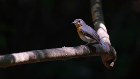 Facing-to-the-left-while-perched-on-a-vine-deep-in-the-forest-at-it-wags-its-tail-and-poops,-Hill-Blue-Flycatcher-Cyornis-whitei,-Thailand