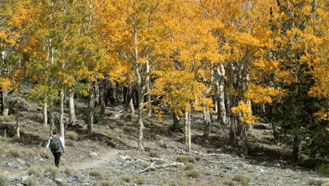 Frau-Wanderer-Wanderweg-In-Einen-Hain-Von-Gelben-Espenbäumen-Während-Der-Herbstfarben