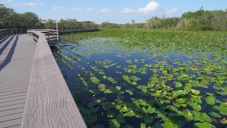 Holzsteg-über-Sumpf-Mit-Seerosen-Im-Everglades-Nationalpark-Florida