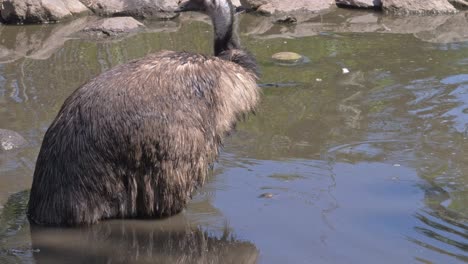 Pájaro-Emú-En-El-Agua-Del-Estanque-En-El-Norte-De-Queensland