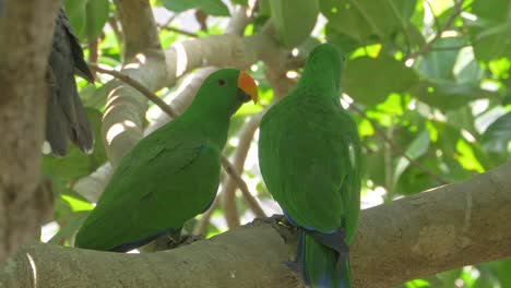 Ein-Paar-Grüner-Eclectus-Papageien-Thront-Auf-Dem-Ast-Eines-Baumes-In-Australien---Nahaufnahme