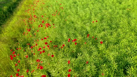 Drone-Aerial-Shot-above-Red-Poppy-Field---Floral-Nature-Colours
