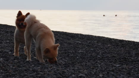 Die-Freude-Eines-Hundes,-Der-Bei-Sonnenuntergang-An-Einem-Kiesstrand-Apportieren-Spielt