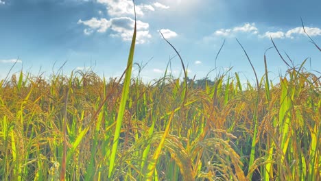Bright-paddy-rice-field-on-sunny-day-and-blue-sky-in-background,-pan-left-view