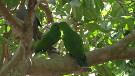 Dos-Loros-Eclectus-Verdes-Sentados-En-Un-árbol-En-El-Bosque-En-Queensland