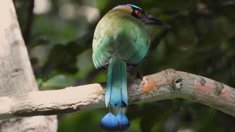 Pájaro-De-Color-Friolera-Motmot-De-Pie-Sobre-Una-Rama-De-árbol