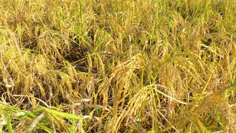 Feld-Der-Wachsenden-Goldenen-Reispflanze-An-Sonnigen-Tagen,-Bewegungsansicht