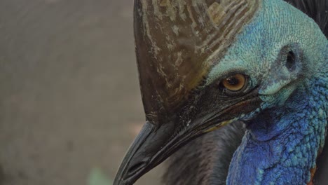 Close-Up-Of-Australian-Southern-Cassowary-Bird's-Head