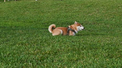 Dog-playing-at-grass-and-park-in-slow-motion