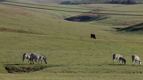 Zeebras-grazing-in-field-off-Highway-near-Hearst-Castle