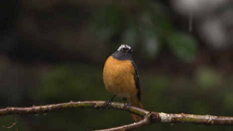 Male-Daurian-redstart-perching-on-tree-branch-and-looking-around-on-a-rainy-day