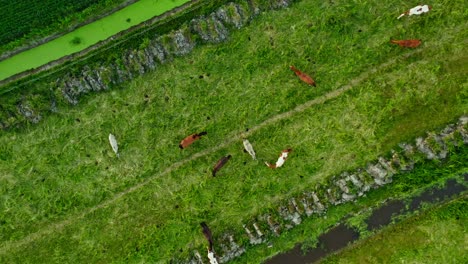 Drone-Aerial-Top-Down-Shot-of-Wild-Horses