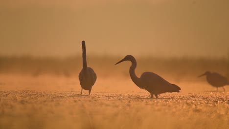 Flock-of-Great-Egrets-Fishing-in-Sunrise