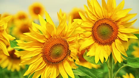 Hummel-Und-Honigbiene-Auf-Gelber-Sonnenblume-Im-Sommer
