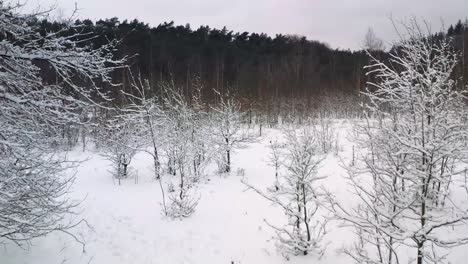 Winterwald-Mit-Schnee-Bedeckt