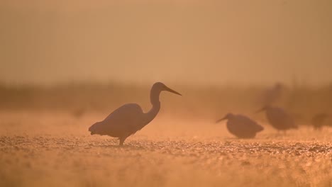 Great-Egret-bird-in-misty-morning