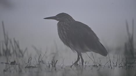Indian-pond-heron-in-Misty-morning